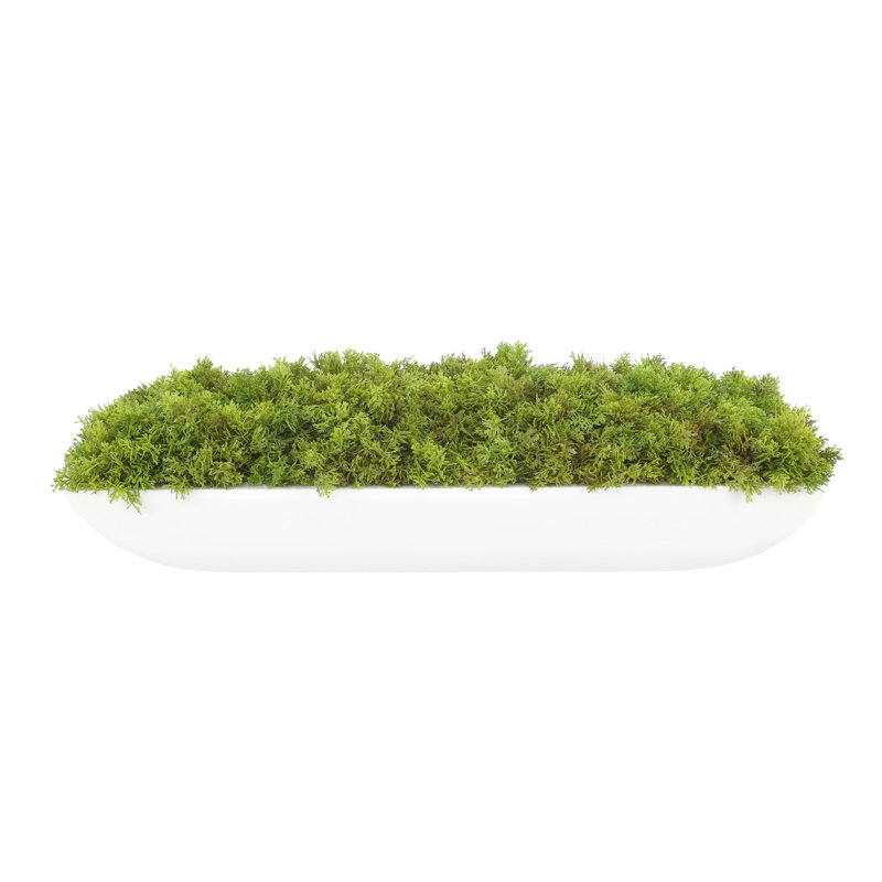 Moss 6" Artificial in Fiberstone Planter, White, 6"H x 22"W x 7"D