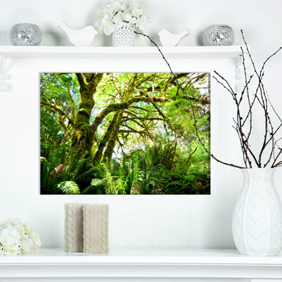 " Rain Forest "