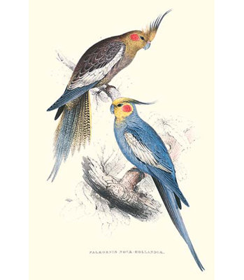 " New Holland Parakeets -Nynphicus Hollandicus " by Edward Lear