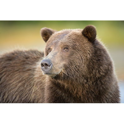 Portrait d'un grizzly par Kencanning