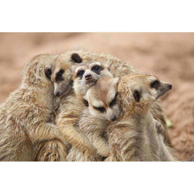 Meerkat - Wrapped Canvas Print, 30cm H x 46cm W x 3.8cm D
