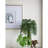 Philodendron Selloum Arrangement