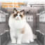 Pet Carrier Plastic Collapsible Pet Carrier
