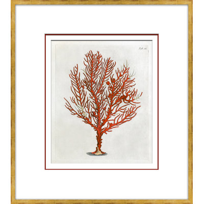 Coral In Red 4 Giclee Print by Dana Gibson