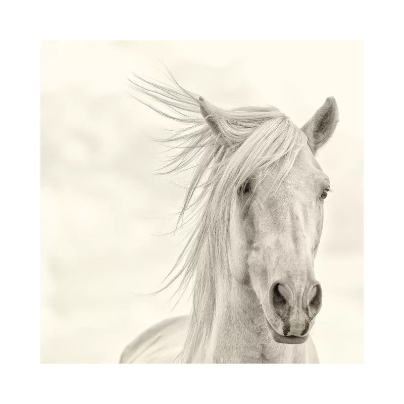 Wind Blown Mane I by PHBurchett - Wrapped Canvas Print, 93.98 cm H x 93.98 cm W x 1.91 cm D