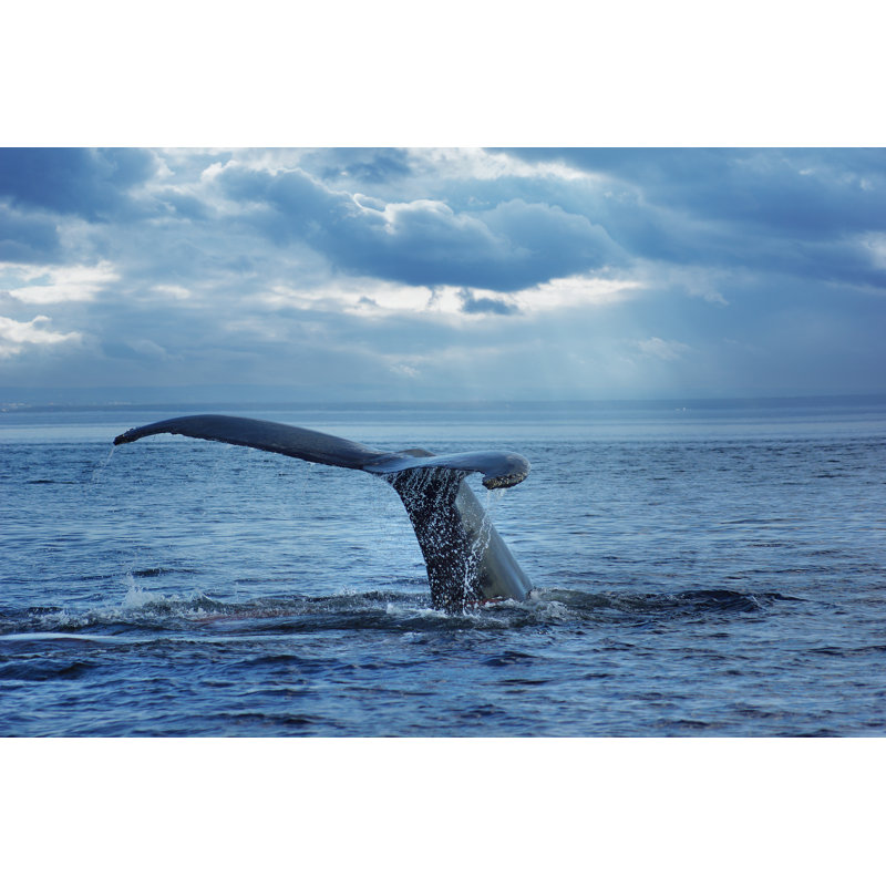 Humpback Whale - Wrapped Canvas Print, 51cm H x 76cm W x 3.8cm D