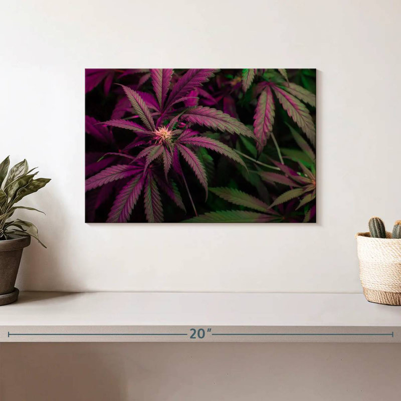 Lavander Marijuana, 8" H x 12" W