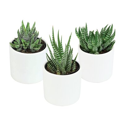 2.5IN Lolite Haworthia Gasteria Low Maintenance Live House Plant Collection In White Ceramic Pot (3-Pack) -  Altman Specialty Plants, 0880096