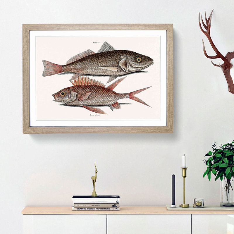 Croaker Fish & Squirrelfish by Mark Catesby - Picture Frame Painting Print, 27cm H x 36cm W x 2cm D, Oak Framed