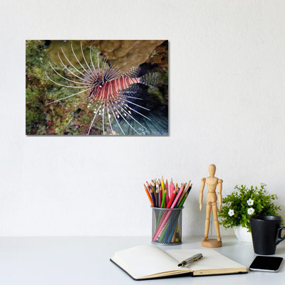 Tropical Fish by Dennis Frates - Gallery-Wrapped Canvas Giclée on Canvas