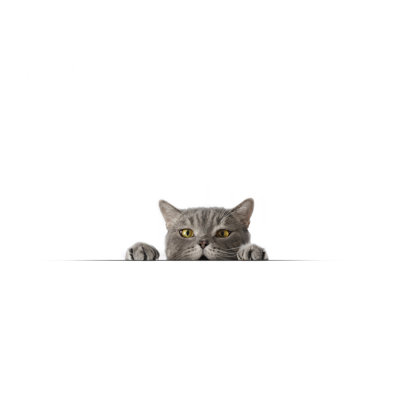 Big-Eyed Naughty Obese Cat Looking at The Target. by 101Cats