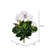 Geranium Arrangement