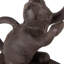 Butoir de porte pour chat Hadilynn