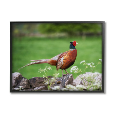 " Pheasant Strolling Lush Grassland Rural Nature Landscape " by James Dobson