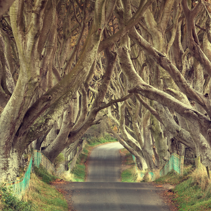 Treelined Country Road by Mammuth - Wrapped Canvas Print, 91cm H x 91cm W x 3.8cm D