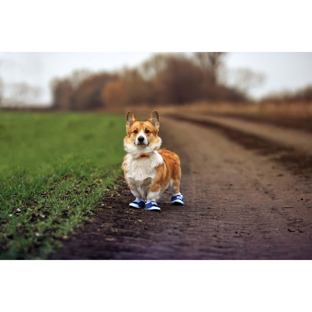 Leinwandbild Welpe Hund Corgi steht auf einer ländlichen Landstraße in sportlichen Turnschuhen beim Joggen