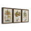 Fern Botanical I - Ensemble de 3 peintures sur toiles encadrées-772660942-772660943