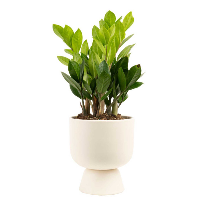 ZZ Plant in Ceramic/Wood Planter