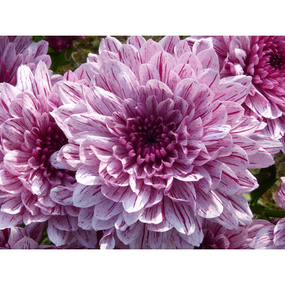 Fleur mauve 4