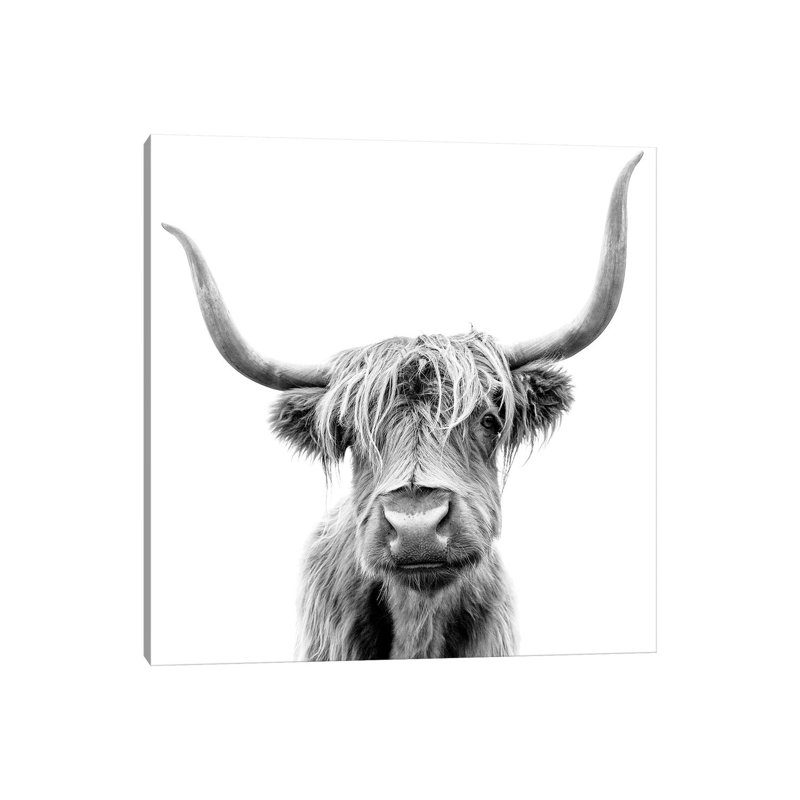 Scottish Highland Cattle - Wrapped Canvas Print, 30.48cm H x 30.48cm W x 1.91cm D