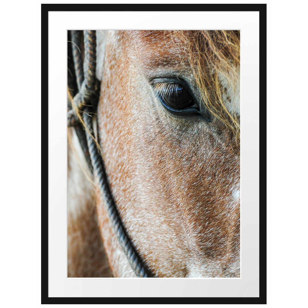 Gerahmtes Poster Magnificent Horse