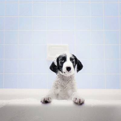 Puppy In Bathtub by Stevecoleimages - No Frame Print on Canvas