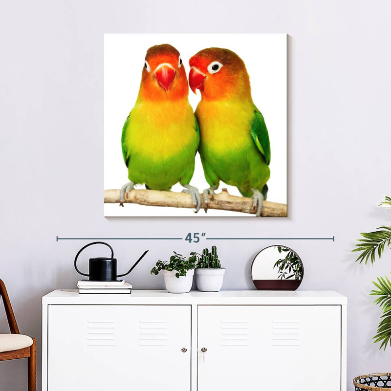 Crowle Lovebirds, H 30 po x l 30 po