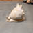 Bethina Helmet Shell Life Size Statue