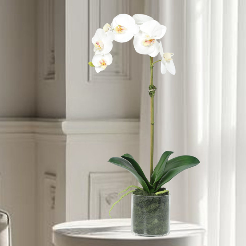 Orchid Arrangement In Pot, White