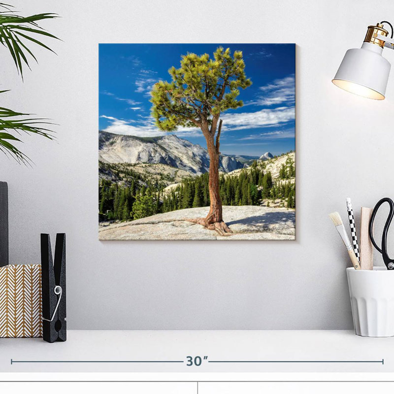 Arbre Harnek Yosemite Park, H 16 po x l 16 po
