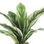 Cordyline panaché