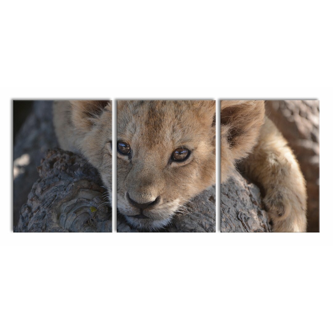 3-tlg. Leinwandbilder-Set Sweet Lion Cub