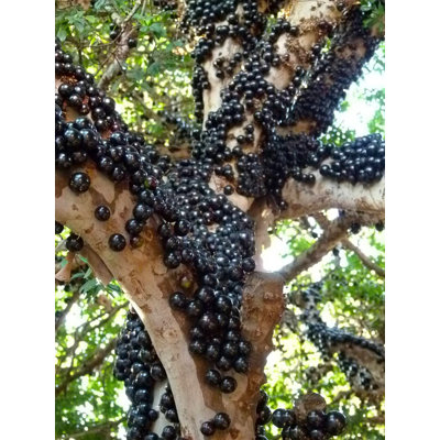 Jaboticaba Tree - Live Plant in 3 Gallon Pot - Edible Fruit Tree
