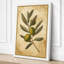 Olive Branch Study Botanical - Wrapped Canvas-118972777-118972779