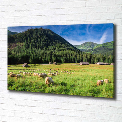 Sheep In The Tatras - Print