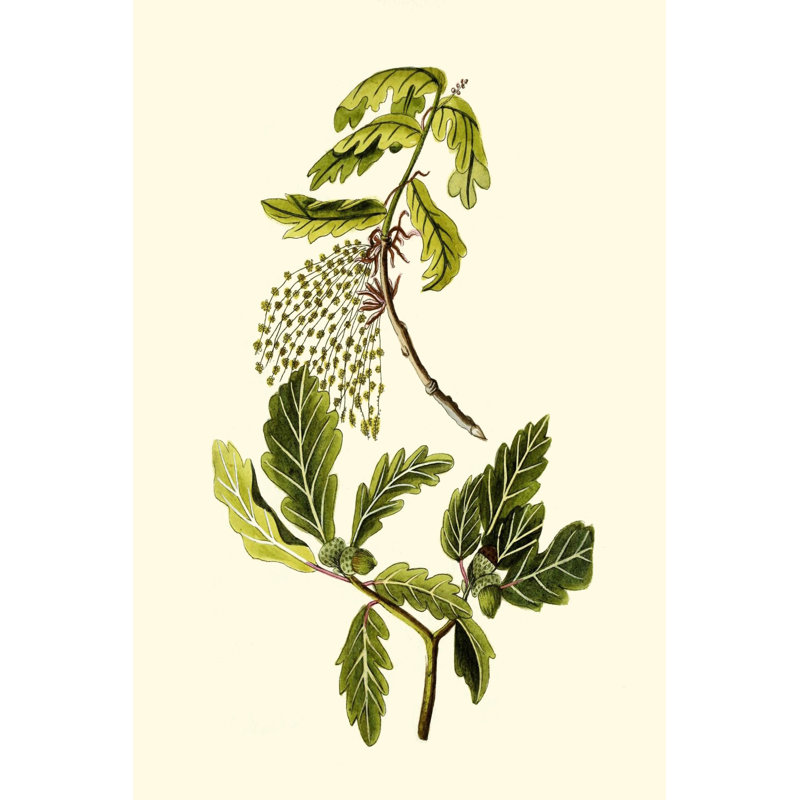 Olive Greenery III - Painting, 46 cm H x 30 cm W, Black Floater Framed