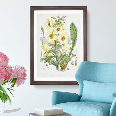 Himalayan Yellow Poppy by W. H. Fitch - Picture Frame Painting Print