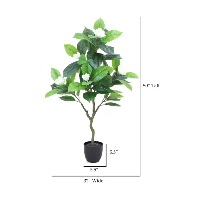 Arbre de magnolia vert en pot 50 po Ramey