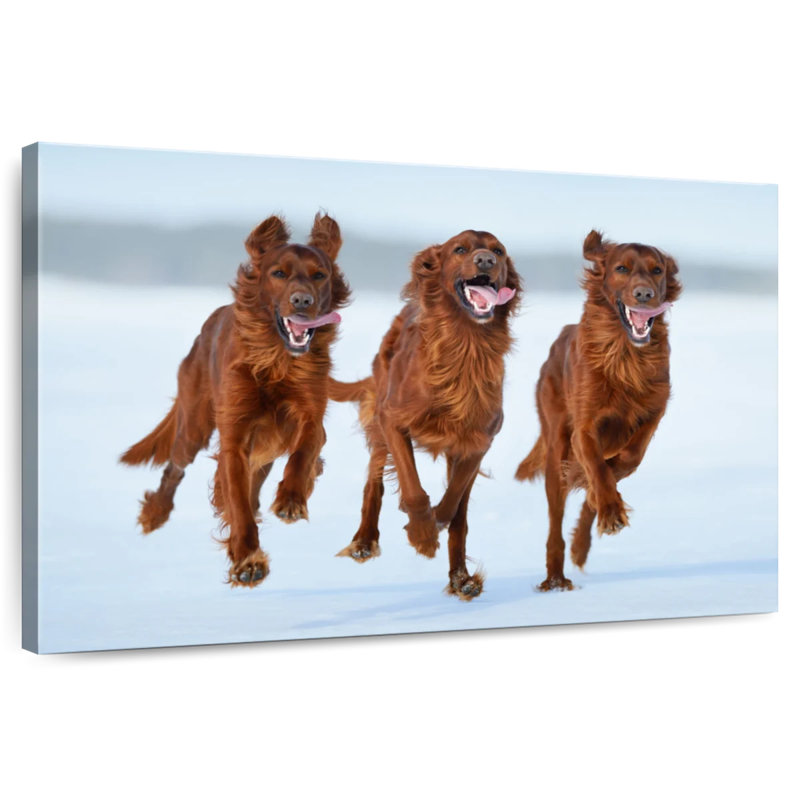 Running Irish Setters