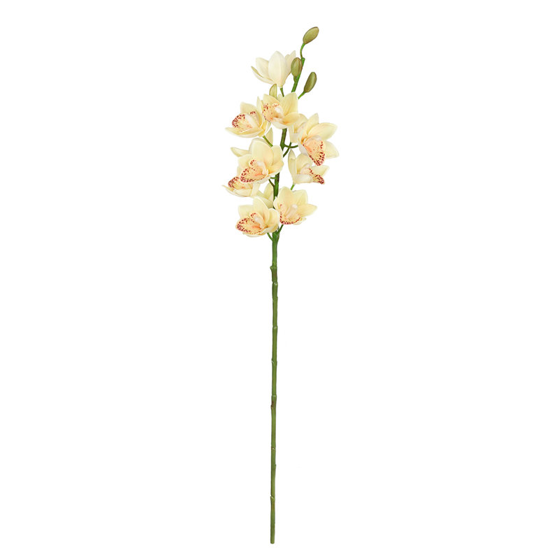 Tiges d'orchidées, Ivoire, pêche