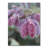 " Dew In The Moning " by Patty Tuggle-10612963