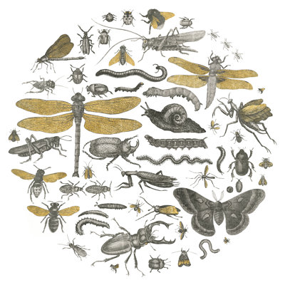 Cercle d'insectes I