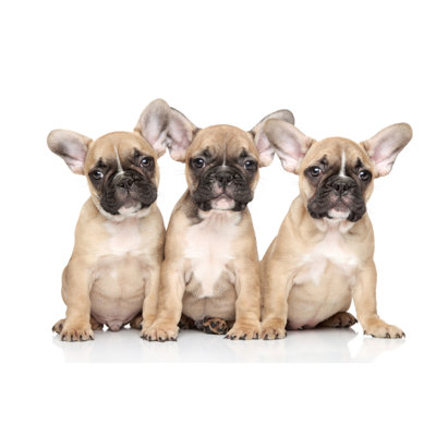 " French Bulldog Puppies " by Fotojagodka