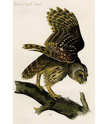 " Barred Owl "