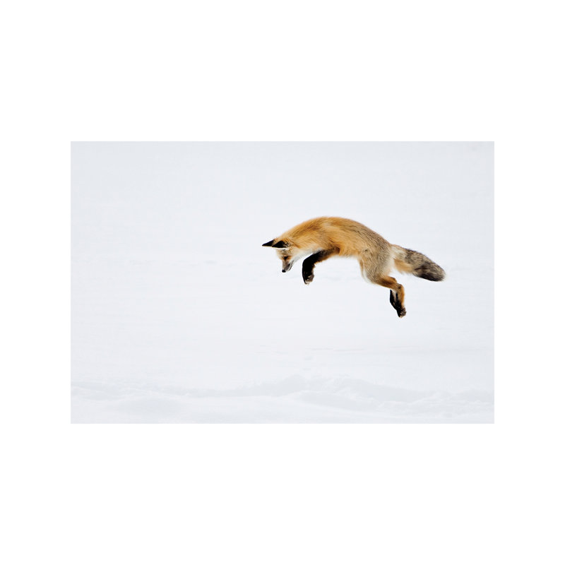 USA, Yellowstone National Park, Wyoming. A Red Fox Leaps for His Prey Hiding Under the Snow. 1 Piece Wrapped Canvas Wall Art