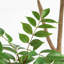 5 pi Pieris artificiel