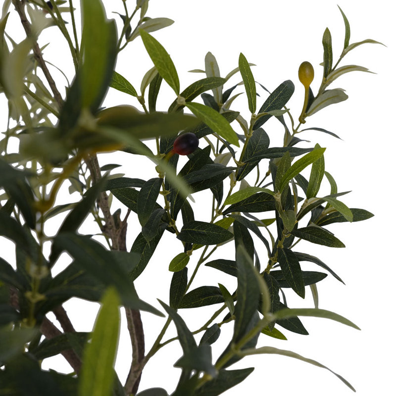 6.5FT OLIVE TREE, POTTED