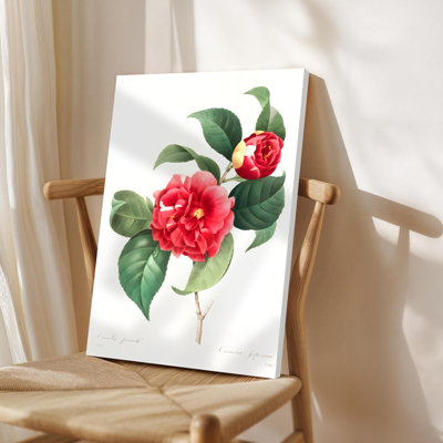 Art mural encadré, fleurs de camélia en pleine floraison, entouré de feuilles vertes luxuriantes, style illustration botanique. Décoration murale, grande œuvre d'art pour le salon, prête à être suspendue, 24 po x 36 po