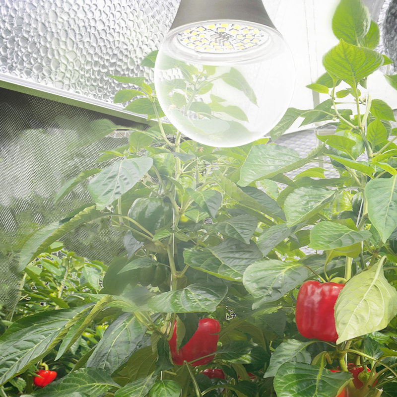 Ampoule DEL à spectre complet pour plantes d'intérieur, jardins et tentes de culture - fruits et légumes