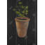 Plante de persil - Toile brune encadrée, décor de cuisine-120117834
